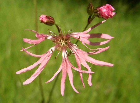 lychnis fleur de coucou